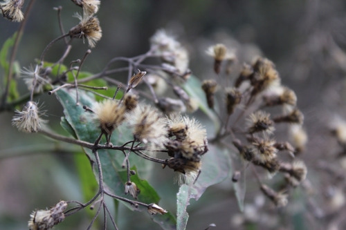 Chromolaena hookeriana, photograph 6