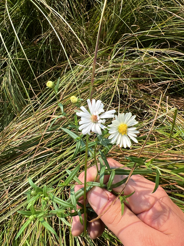 northern bog aster