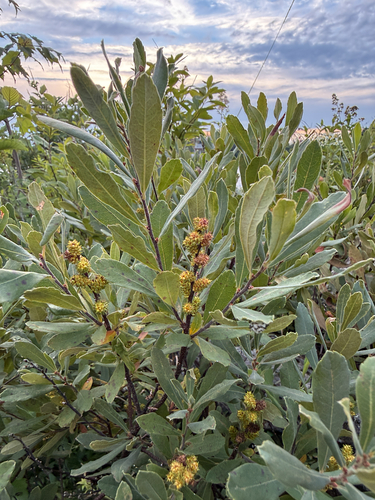bog myrtle
