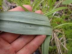 Platanthera lacera