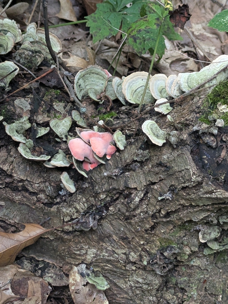 Coral-pink Merulius · August 2026 · photo: Photo: (c) Robert M Hallock, some rights reserved (CC BY) · iNaturalist