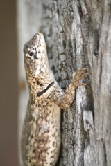 Tropidurus etheridgei