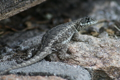 Tropidurus etheridgei