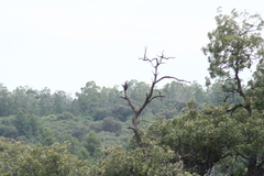 Dryocopus schulzii