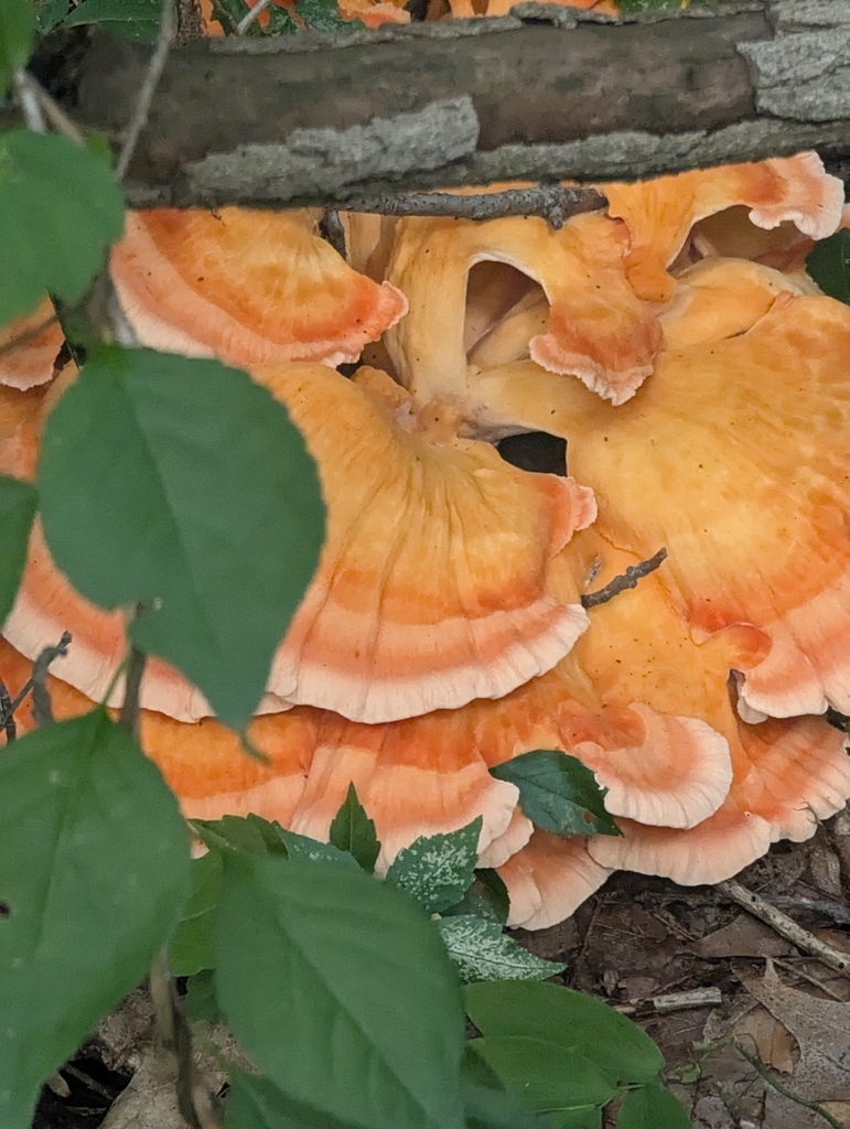 White-pored Chicken of the Woods · August 2026 · photo: Photo: (c) Robert M Hallock, some rights reserved (CC BY) · iNaturalist