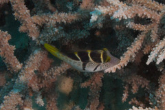 Paraluteres prionurus