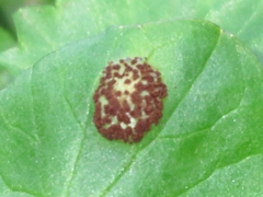 Uromyces ficariae