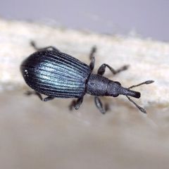 Perapion hydrolapathi