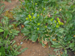 Barbarea vulgaris