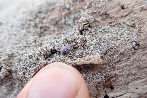 photo of Dwarf Violet Snail (Janthina exigua)