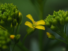 Barbarea vulgaris