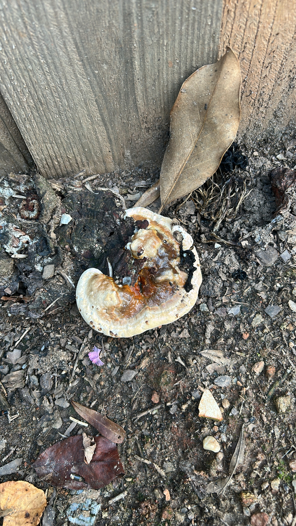 Ganoderma sessile · August 2026 · photo: Photo: (c) caher001, some rights reserved (CC BY) · iNaturalist