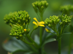 Barbarea vulgaris