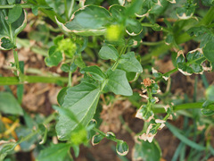 Barbarea vulgaris