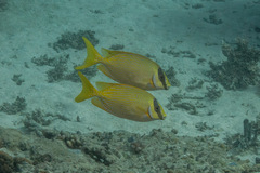 Siganus puellus