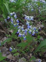 Collinsia verna
