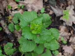 Alliaria petiolata