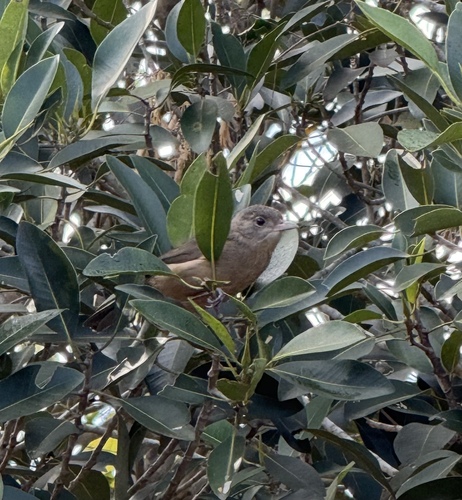 Little Shrikethrush