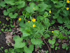 Ranunculus cassubicus