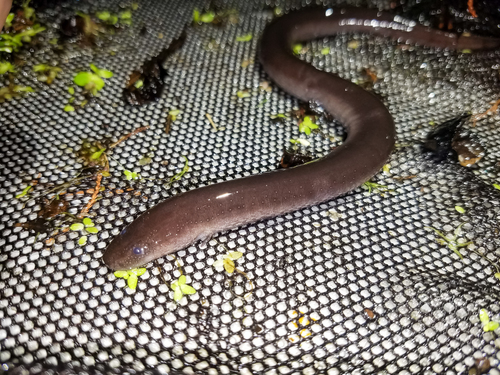 Amphiumidae image