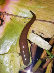 Haemopidae