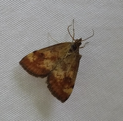 Pyrausta homonymalis