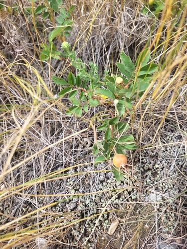 prairie rose