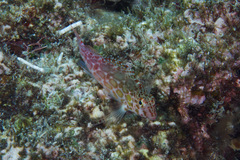 Cirrhitichthys aprinus
