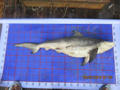 Carcharhinus amboinensis