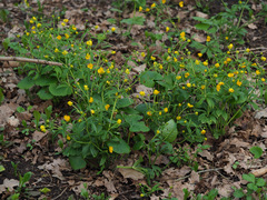 Ranunculus cassubicus