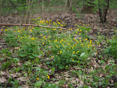 Ranunculus cassubicus
