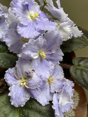 Streptocarpus ionanthus