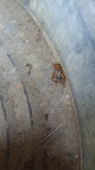 Anurogryllus arboreus