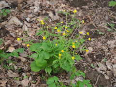 Ranunculus cassubicus