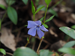 Vinca minor