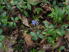 Vinca minor