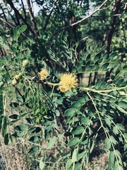 Leucaena retusa