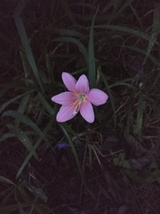 Zephyranthes carinata