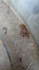 Anurogryllus arboreus