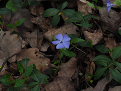Vinca minor