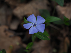 Vinca minor