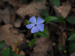 Vinca minor
