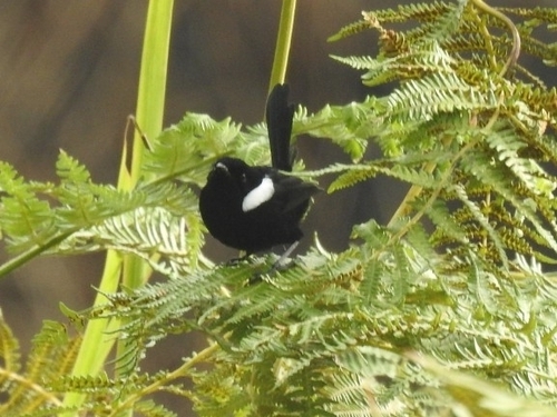 Malurus alboscapulatus observed 2026-08-09