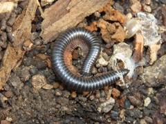 Archispirostreptus syriacus