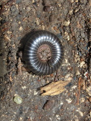 Archispirostreptus syriacus