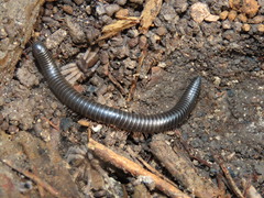 Archispirostreptus syriacus