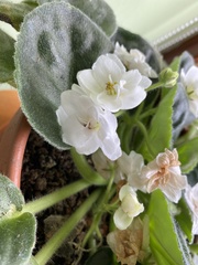 Streptocarpus ionanthus