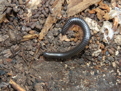 Archispirostreptus syriacus