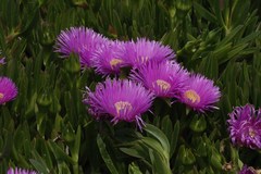 Carpobrotus aequilaterus