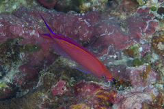 Pyronotanthias smithvanizi